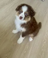 Bubbles, a female Australian Shepherd for sale in Mooresville, NC – 1 of 3