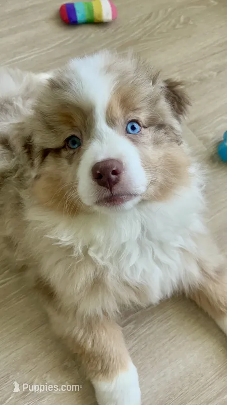 Angie – Australian Shepherd puppy for sale in Mooresville, NC