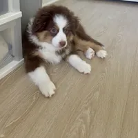 Bubbles, a female Australian Shepherd for sale in Mooresville, NC – 2 of 3