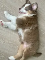 Ava, a female Australian Shepherd for sale in Mooresville, NC – 2 of 3