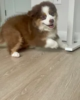 Ava, a female Australian Shepherd for sale in Mooresville, NC – 3 of 3