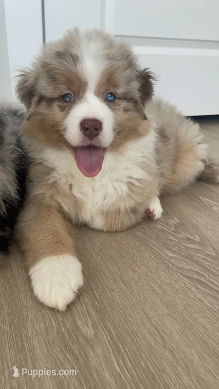 Angie – Australian Shepherd puppy for sale in Mooresville, NC
