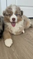 Angie, a female Australian Shepherd for sale in Mooresville, NC – 4 of 5