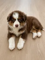 Bubbles, a female Australian Shepherd for sale in Mooresville, NC – 3 of 3