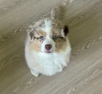 Angie, a female Australian Shepherd for sale in Mooresville, NC – 3 of 5