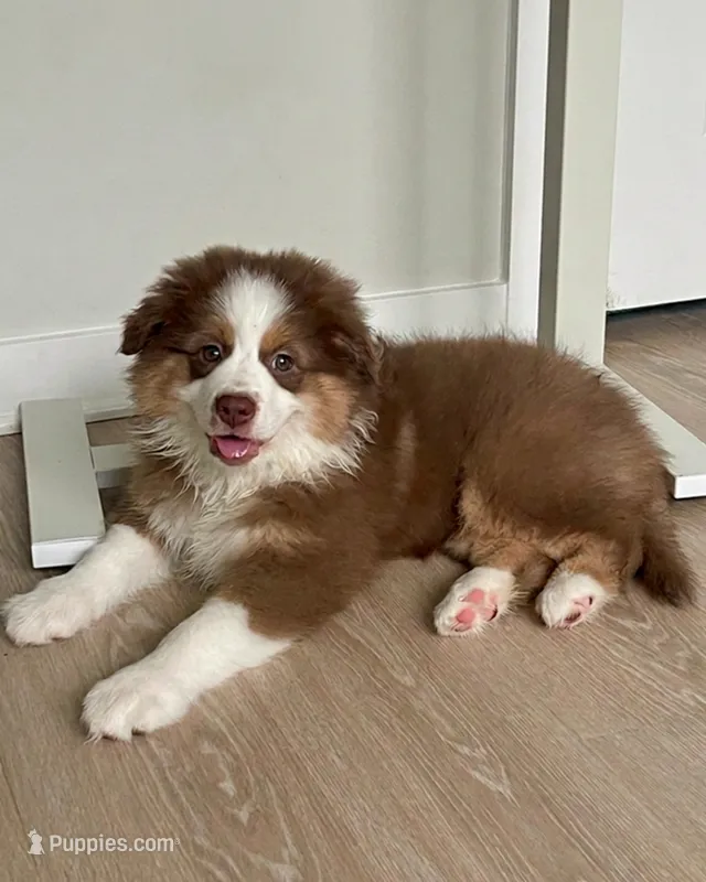 Ava – Australian Shepherd puppy for sale in Mooresville, NC