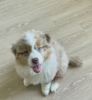 Angie, a female Australian Shepherd for sale in Mooresville, NC – 2 of 5