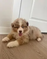 Angie, a female Australian Shepherd for sale in Mooresville, NC – 5 of 5