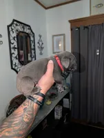 Red, a female Cane Corso for sale in Jackson, MI – 3 of 10