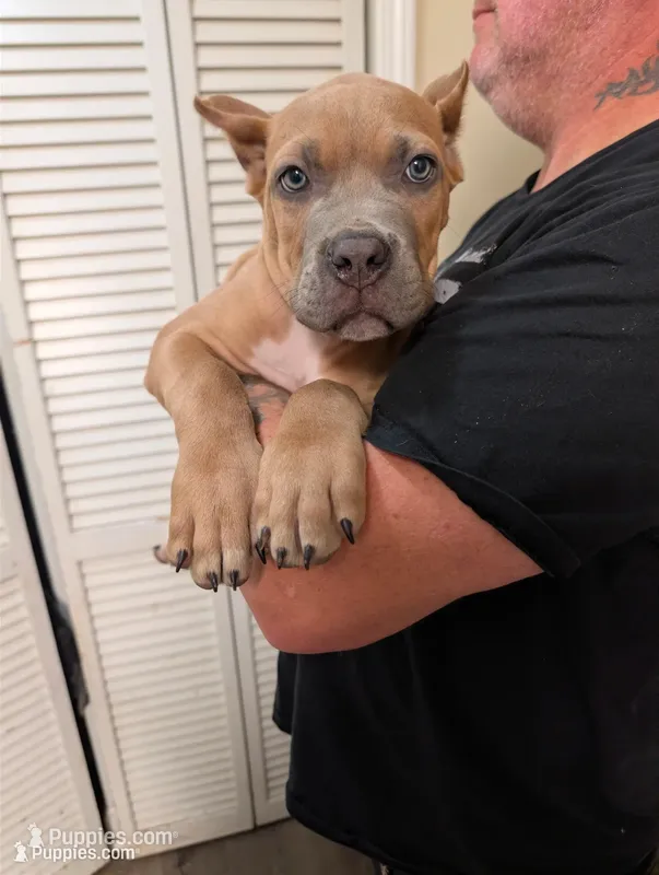 Titan – Cane Corso puppy for sale in Jackson, MI