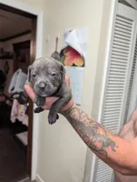 Red, a female Cane Corso for sale in Jackson, MI – 2 of 10