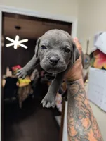 Green , a male Cane Corso for sale in Jackson, MI – 3 of 10