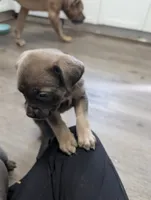Zorro, a male Cane Corso for sale in Jackson, MI – 4 of 8