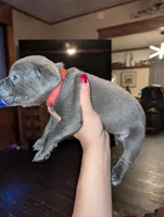 Red, a female Cane Corso for sale in Jackson, MI – 4 of 10
