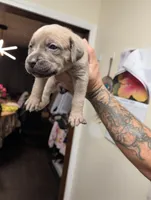 Purple , a female Cane Corso for sale in Jackson, MI – 4 of 10