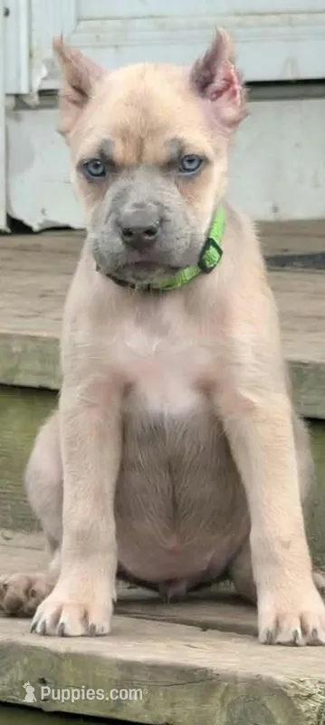 Alice – Cane Corso puppy for sale in Jackson, MI