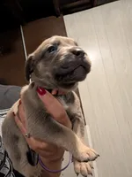 Manny, a male Cane Corso for sale in Jackson, MI – 9 of 10