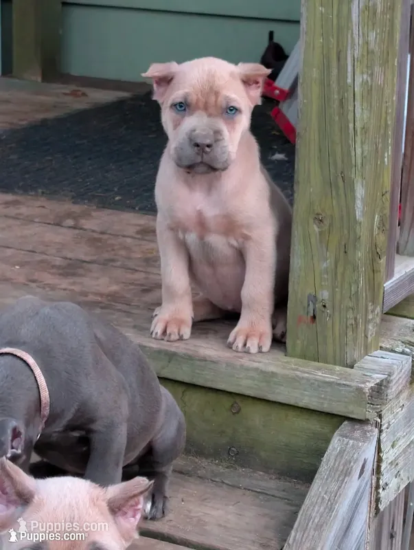 Summer  – Cane Corso puppy for sale in Jackson, MI