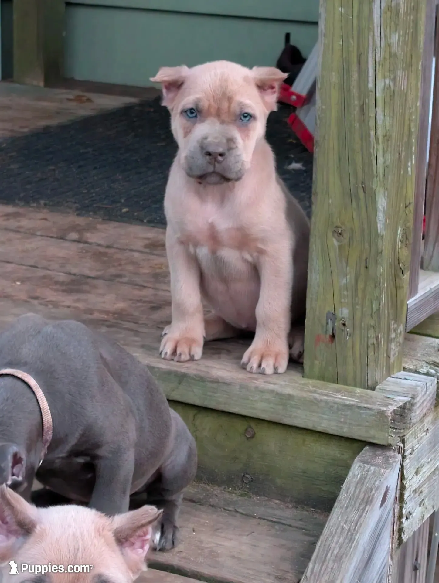 Summer , a female Cane Corso for sale in Jackson, MI – 1 of 5