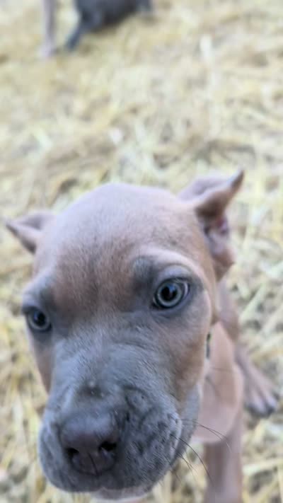 Zorro, a male Cane Corso for sale in Jackson, MI – 8 of 9