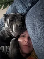 Red, a female Cane Corso for sale in Jackson, MI – 9 of 10