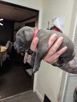 Red, a female Cane Corso for sale in Jackson, MI – 1 of 10