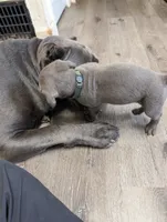 Cash, a male Cane Corso for sale in Jackson, MI – 9 of 10