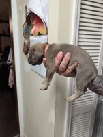Manny, a male Cane Corso for sale in Jackson, MI – 10 of 10