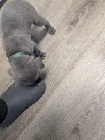 Green , a male Cane Corso for sale in Jackson, MI – 8 of 10
