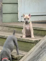 Alice, a female Cane Corso for sale in Jackson, MI – 2 of 4