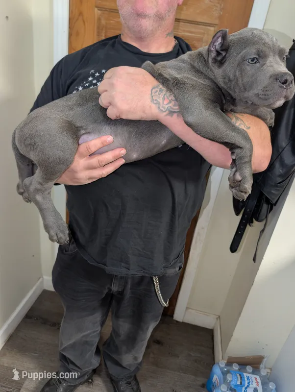 Red – Cane Corso puppy for sale in Jackson, MI