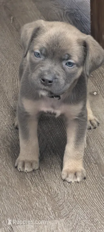 Zorro – Cane Corso puppy for sale in Jackson, MI