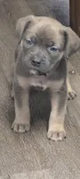 Zorro, a male Cane Corso for sale in Jackson, MI – 1 of 8