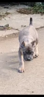 Zorro, a male Cane Corso for sale in Jackson, MI – 2 of 9