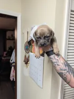 Manny, a male Cane Corso for sale in Jackson, MI – 7 of 10