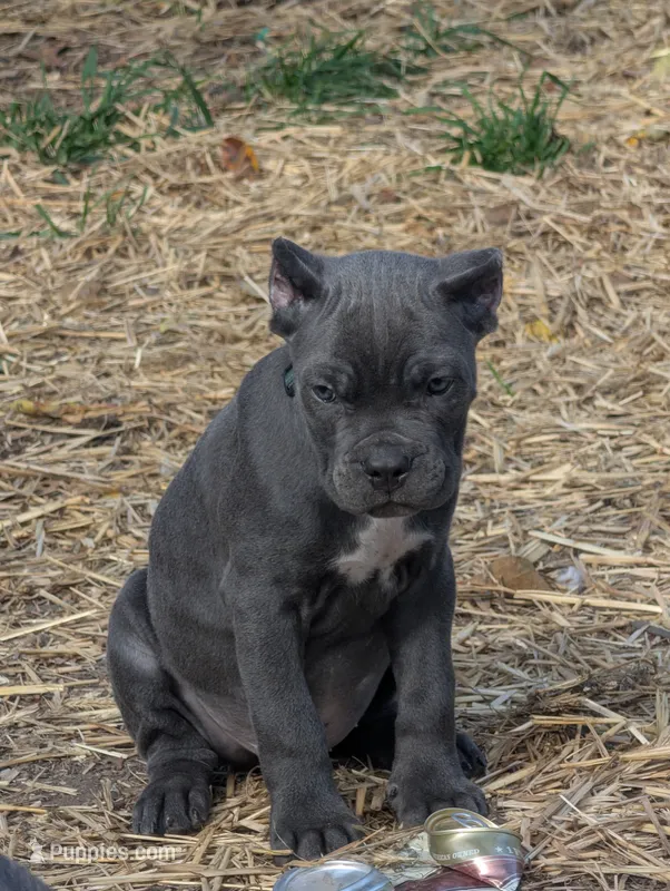 Cash – Cane Corso puppy for sale in Jackson, MI