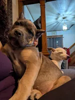 Zorro, a male Cane Corso for sale in Jackson, MI – 7 of 9