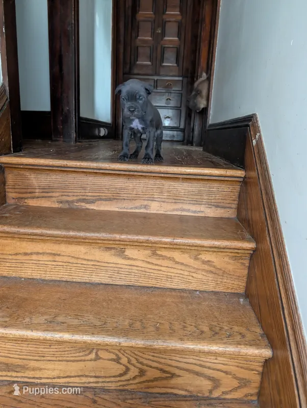 Cash – Cane Corso puppy for sale in Jackson, MI