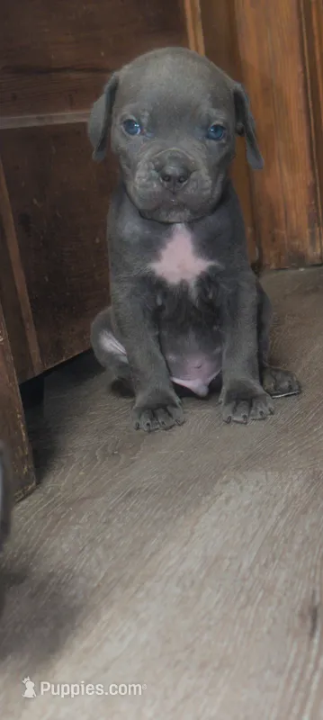 Cash – Cane Corso puppy for sale in Jackson, MI