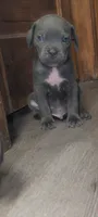 Cash, a male Cane Corso for sale in Jackson, MI – 1 of 10