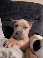 Summer , a female Cane Corso for sale in Jackson, MI – 2 of 5