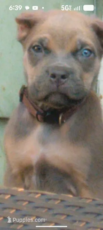 Manny – Cane Corso puppy for sale in Jackson, MI
