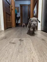 Red, a female Cane Corso for sale in Jackson, MI – 7 of 10