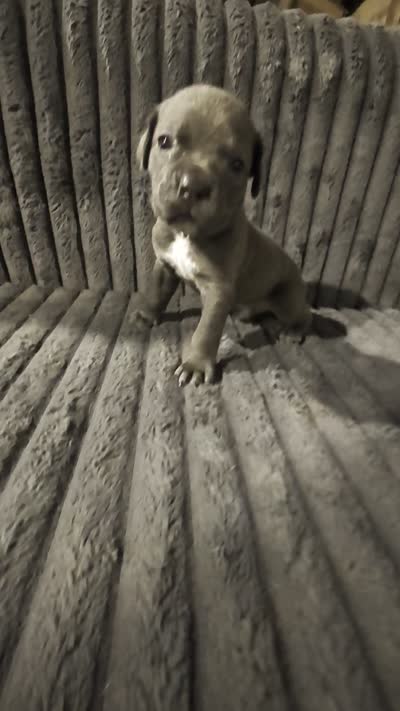 Green , a male Cane Corso for sale in Jackson, MI – 10 of 10