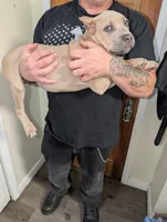 Alice, a female Cane Corso for sale in Jackson, MI – 3 of 4