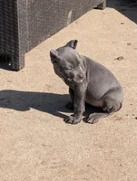 Red, a female Cane Corso for sale in Jackson, MI – 3 of 10