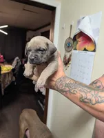 Purple , a female Cane Corso for sale in Jackson, MI – 2 of 10