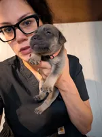 Manny, a male Cane Corso for sale in Jackson, MI – 4 of 10