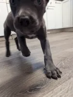 Red, a female Cane Corso for sale in Jackson, MI – 4 of 10
