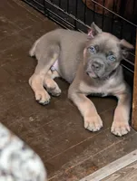 Zorro, a male Cane Corso for sale in Jackson, MI – 4 of 9